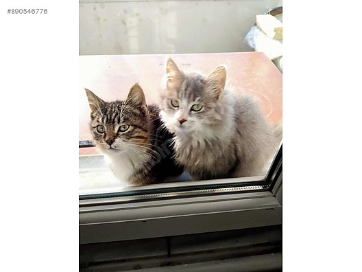 Kedi Sahiplendirme Scottish Fold