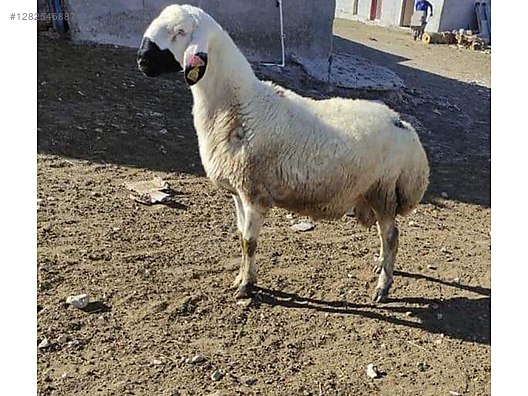 Hayvanlar Alemi / Küçükbaş Hayvanlar / Koyun