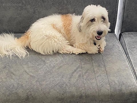 Dogs / Terrier (Maltese) / ACİLEN TUZLA AYDINLI'DA ÖMÜRLÜK YUVA
