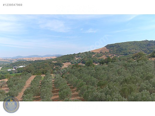 ÇANAKKALEDE BOĞAZ MANZRLI İMARA YAKIN SATILIK TARLA #1239547969