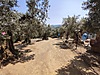 MUDANYA ÇEPNİ DE TEK TAPU 798 M2 SATILIK ZEYTİNLİK