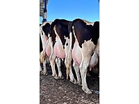 ÇİFTLİĞİMİZDE BULUNAN HAKİKİ Mİ HAKİKİ SÜT TANKLARI SATILIK #1215551219