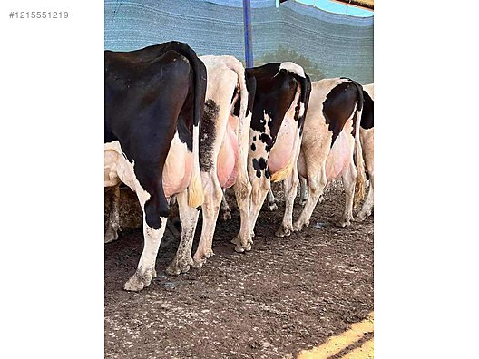 ÇİFTLİĞİMİZDE BULUNAN HAKİKİ Mİ HAKİKİ SÜT TANKLARI SATILIK - Türkiye'nin ücretsiz ilan sitesi sahibinden.com'da