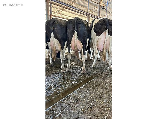 ÇİFTLİĞİMİZDE BULUNAN HAKİKİ Mİ HAKİKİ SÜT TANKLARI SATILIK - Türkiye'nin ücretsiz ilan sitesi sahibinden.com'da