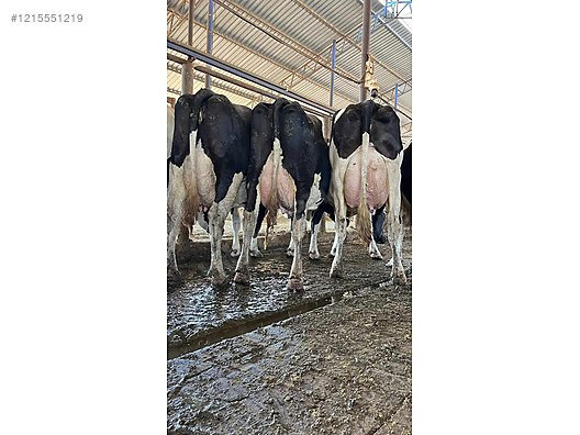 Hayvanlar Alemi / Büyükbaş Hayvanlar / İnek