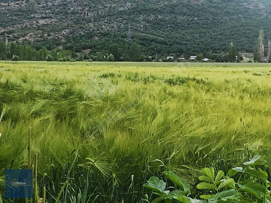 ÖZPINAR ,DAN TAŞAĞIL MAH. SATILIK TARLA 1657 M2 YOLU ,SUYU VAR. #1247551692