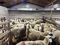 AY ADAK KURBAN AKİKA SATIŞ VE KESİM TESİSİ 6999 TL #1283552135