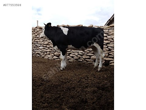 sahibinden satilik duve ve dana turkiye nin ucretsiz ilan sitesi sahibinden com da 977553598