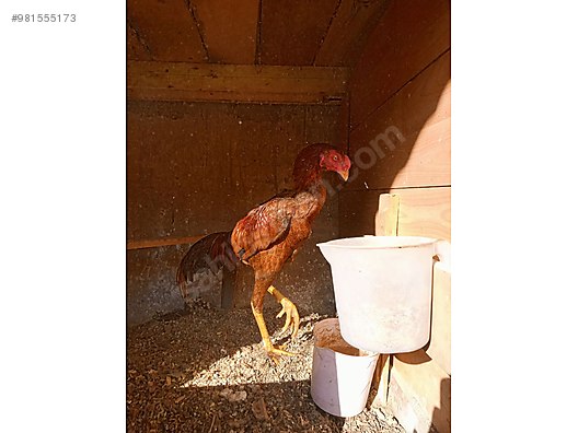 horoz balli hint horozu sahibinden comda 981555173