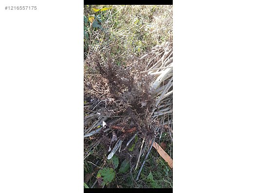 İkinci El ve Sıfır Alışveriş / Bahçe & Yapı Market / Bahçe / Bitki & Çiçek / Fidan & Çalı