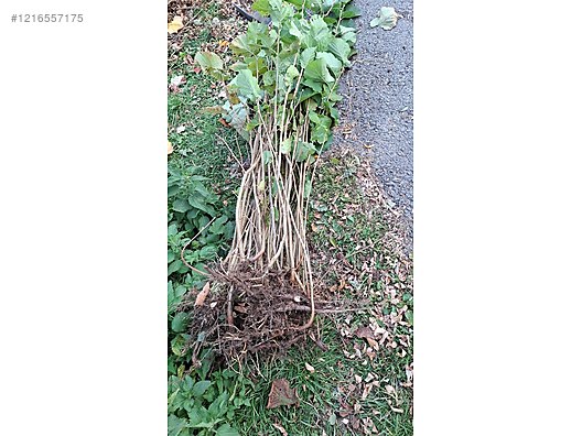 İkinci El ve Sıfır Alışveriş / Bahçe & Yapı Market / Bahçe / Bitki & Çiçek / Fidan & Çalı