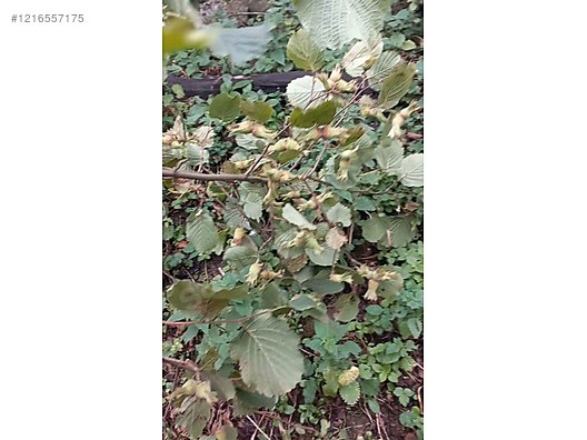 İkinci El ve Sıfır Alışveriş / Bahçe & Yapı Market / Bahçe / Bitki & Çiçek / Fidan & Çalı