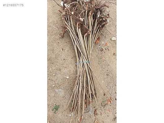 İkinci El ve Sıfır Alışveriş / Bahçe & Yapı Market / Bahçe / Bitki & Çiçek / Fidan & Çalı