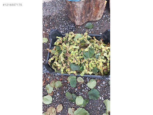 İkinci El ve Sıfır Alışveriş / Bahçe & Yapı Market / Bahçe / Bitki & Çiçek / Fidan & Çalı