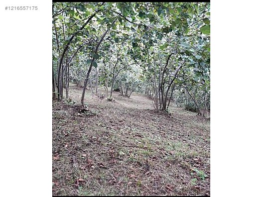 İkinci El ve Sıfır Alışveriş / Bahçe & Yapı Market / Bahçe / Bitki & Çiçek / Fidan & Çalı