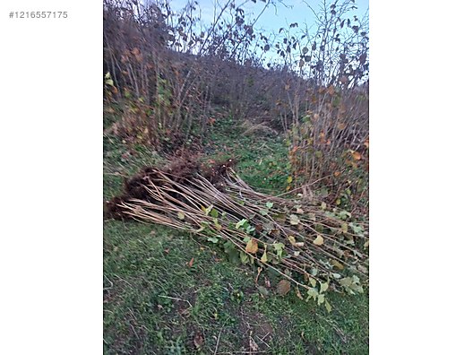 İkinci El ve Sıfır Alışveriş / Bahçe & Yapı Market / Bahçe / Bitki & Çiçek / Fidan & Çalı