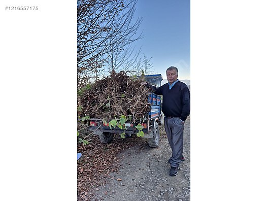 İkinci El ve Sıfır Alışveriş / Bahçe & Yapı Market / Bahçe / Bitki & Çiçek / Fidan & Çalı