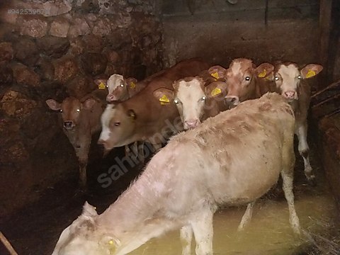 Buzagiyla Beraber Sadece 8 Bin E Satilik Inek Turkiye Nin Ucretsiz Ilan Sitesi Sahibinden Com Da 942559079