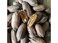 pikan cevizi, amerikan cevizi