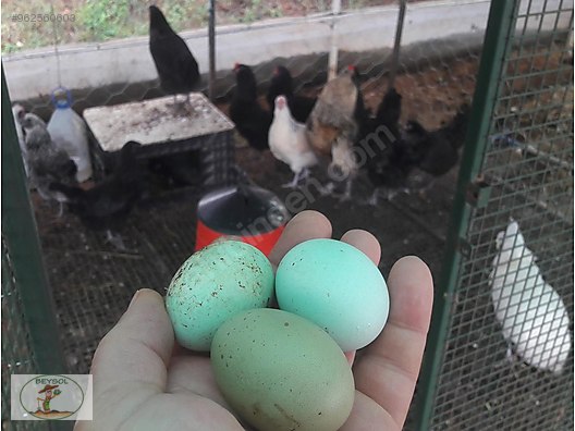 Kuluckalik Yumurta Ameraucana Araucana Mavi Yesil Yumurtaci Genc Damizlik Tavuklar Sahibinden Comda 962560603 Kuluckalik Yumurta Ameraucana Araucana Mavi Yesil Yumurtaci Genc Damizlik Tavuklar Sahibinden Comda 962560603