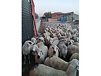 konya satilik kucukbas hayvanlar ilanlari ve fiyatlari sahibinden com da 3