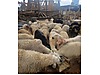 Pets & Livestock / Small Livestock / Sheep