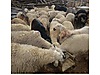 Pets & Livestock / Small Livestock / Sheep