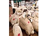 Pets & Livestock / Small Livestock / Sheep