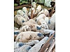 Pets & Livestock / Small Livestock / Sheep