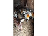 Pets & Livestock / Small Livestock / Sheep