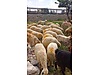 Pets & Livestock / Small Livestock / Sheep