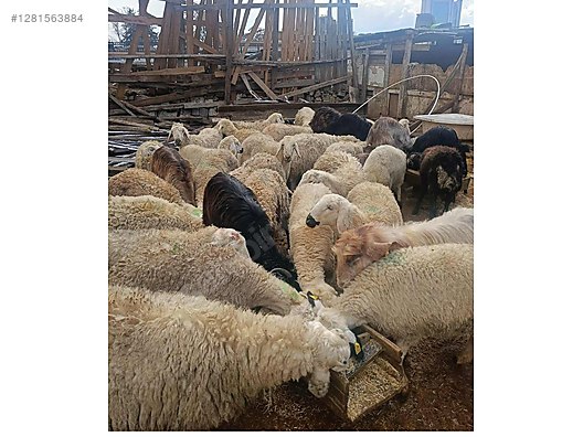 Pets & Livestock / Small Livestock / Sheep