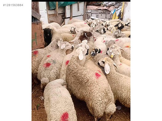 Pets & Livestock / Small Livestock / Sheep