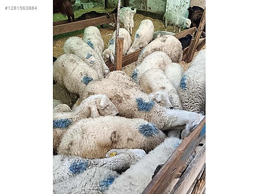 Pets & Livestock / Small Livestock / Sheep