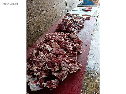 Pets & Livestock / Small Livestock / Sheep