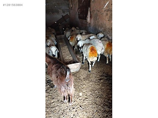 Pets & Livestock / Small Livestock / Sheep