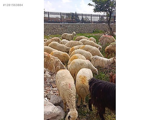 Pets & Livestock / Small Livestock / Sheep