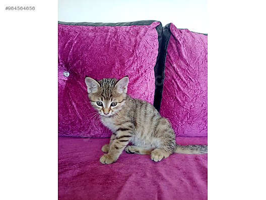 Kedi Tekir 2 Aylik Cok Tatli Kedim Sahibinden Comda 964564656