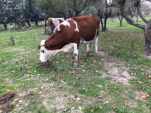 sahibinden 19 adet simental montofon inek turkiye nin ucretsiz ilan sitesi sahibinden com da 974565119 sahibinden 19 adet simental montofon inek turkiye nin ucretsiz ilan sitesi sahibinden com da 974565119