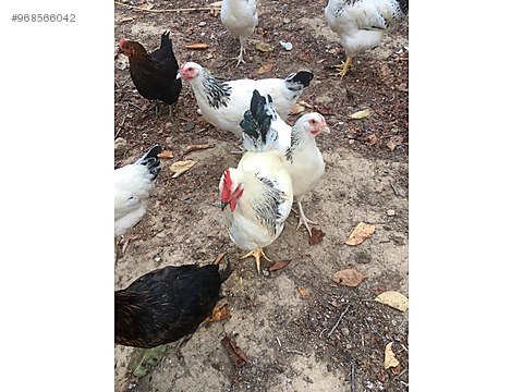 Tavuk Satilik Yumurta Tavugu Sahibinden Comda 968566042 Tavuk Satilik Yumurta Tavugu Sahibinden Comda 968566042