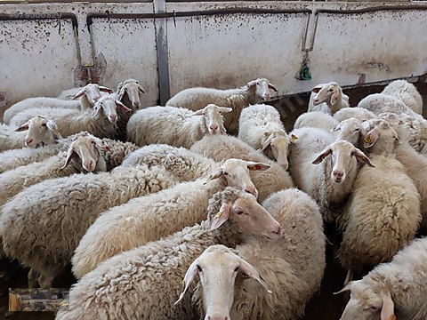 kuzu ozgur sok kampanya 800tl adak kurban satis yeri konum atilir sahibinden comda 979566829