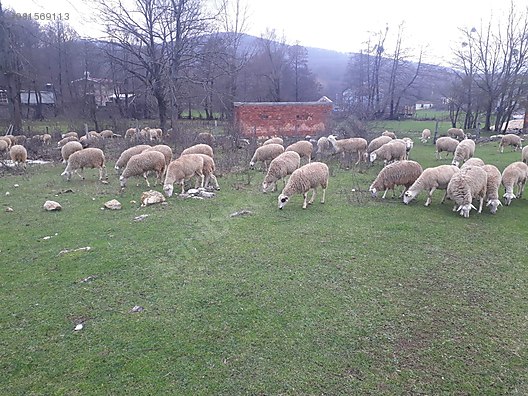 koyun kirklareli balaban koyu nde 100 adet satilik koyun sahibinden comda 981569113