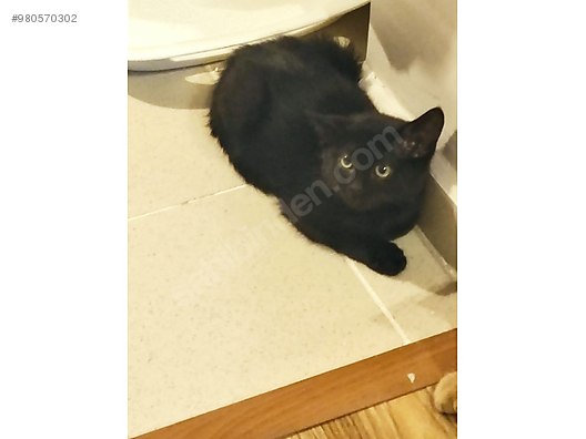 kedi bombay izmir yavru kedi yuva ariyor sahibinden comda 980570302 kedi bombay izmir yavru kedi yuva ariyor sahibinden comda 980570302