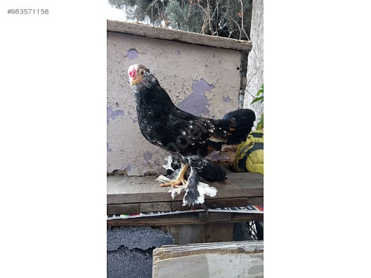 Tavuk Ispenc Tavuk Sahibinden Comda 963571156 Tavuk Ispenc Tavuk Sahibinden Comda 963571156