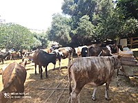 satilik inek cinsleri ve fiyatlari sahibinden com da 39