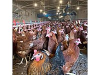 YUMURTA ÜRETİMİ YAPACAKLARIN DİKKATİNE ! #1272572802