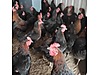 Pets & Livestock / Poultry & Fowl / Chickens
