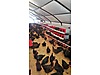 Pets & Livestock / Poultry & Fowl / Chickens