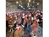 Pets & Livestock / Poultry & Fowl / Chickens