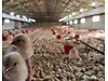 Pets & Livestock / Poultry & Fowl / Chickens